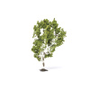 hornby - birch tree (r7215) oo gauge