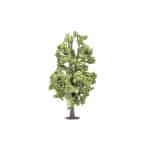 Hornby - Lime Tree (R7223) OO Gauge